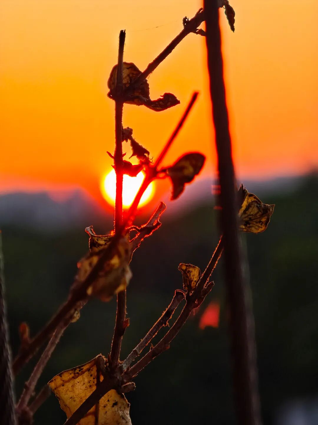 广州华外同文学校 广州华外同文学校