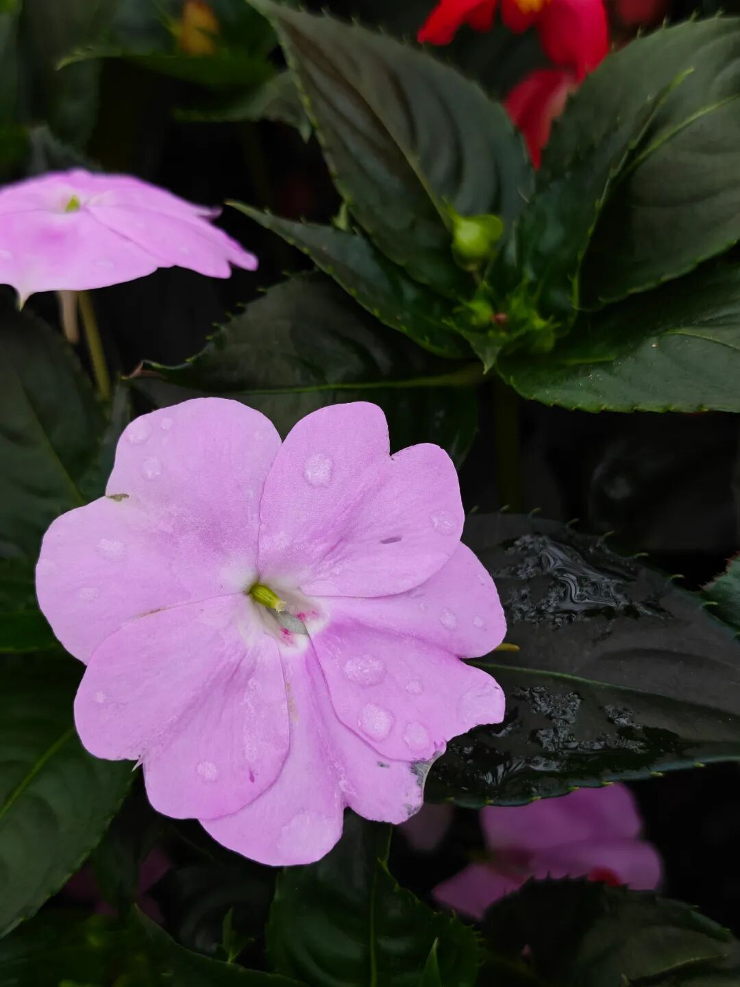 广州华外同文学校 广州华外同文学校